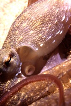 Octopus vulgaris - Mar Mediterraneo - Nikonos III 35 mm m... by Mauro Serafini 